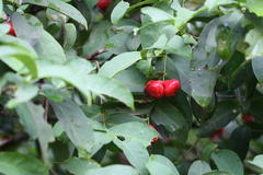 Syzygium samarangense